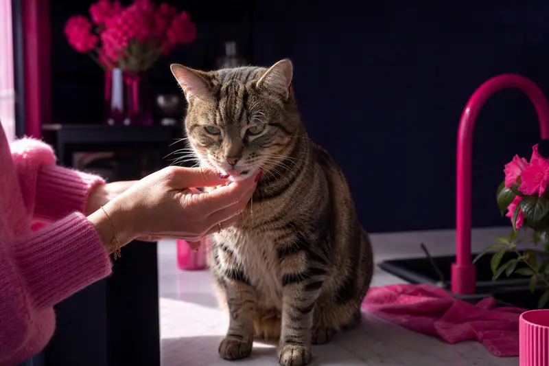 Chat tigré assis, gueule légèrement entrouverte, main qui examine doucement son menton