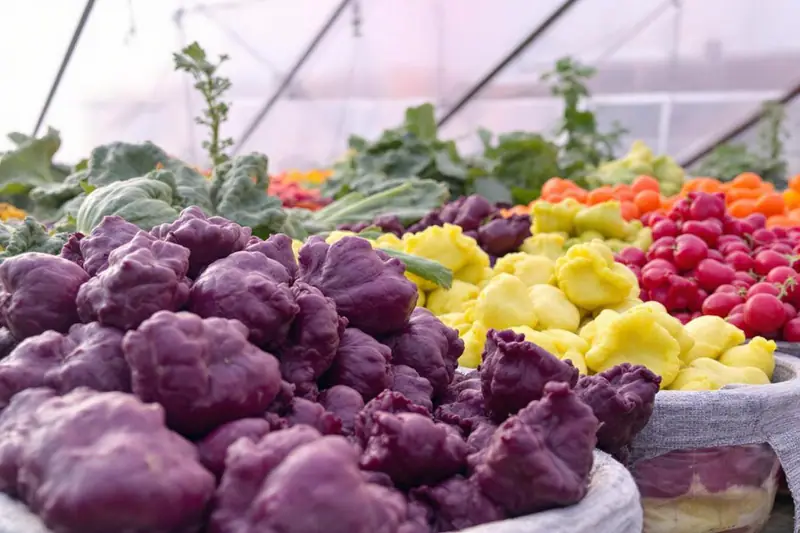 Potager d’hiver protégé par un voile sur balcon et dans un carré potager