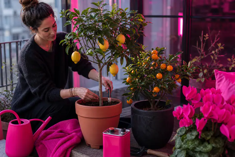 Citronnier et kumquat en pots dans une véranda lumineuse en hiver