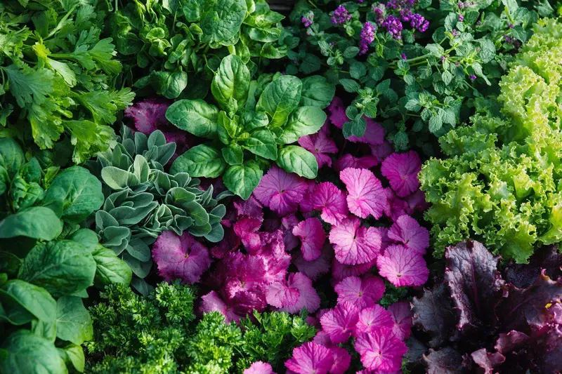 Balcon urbain garni de bacs d’aromatiques, blettes, tomates et salades.