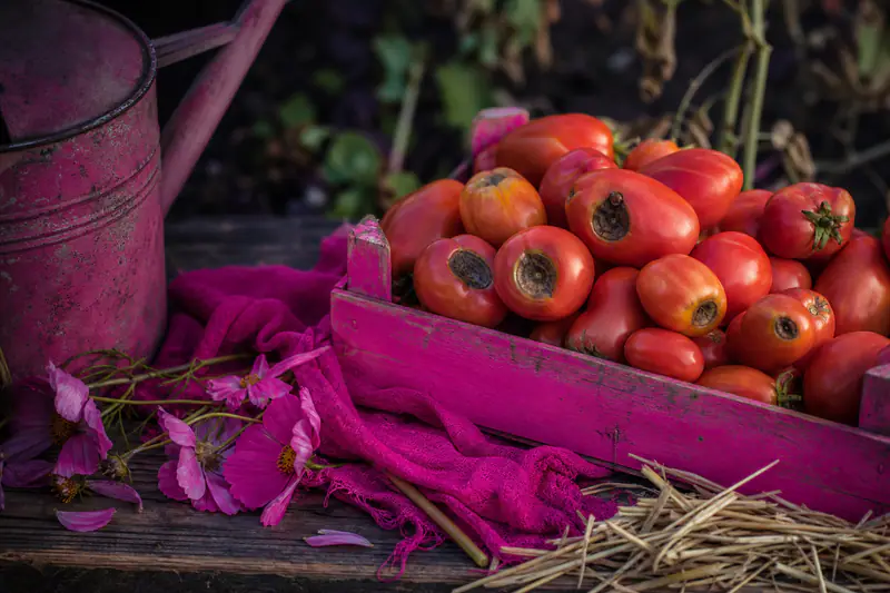 Tomates allongées dans une cagette en bois, dont plusieurs portent une tache sombre sous le fruit