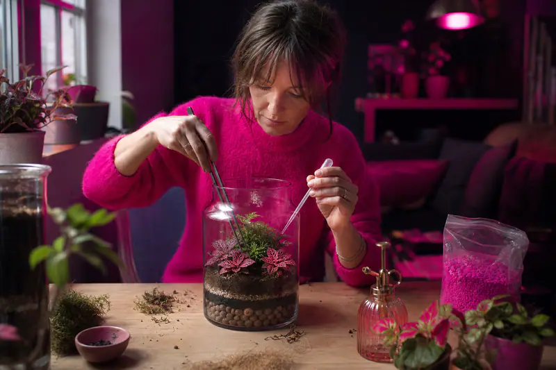 Montage d’un terrarium en verre avec fittonias, drainage et pince longue.