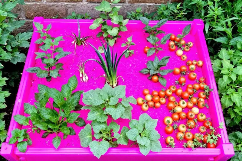 Potager surélevé en bois avec jeunes légumes, paillage et arrosage goutte-à-goutte