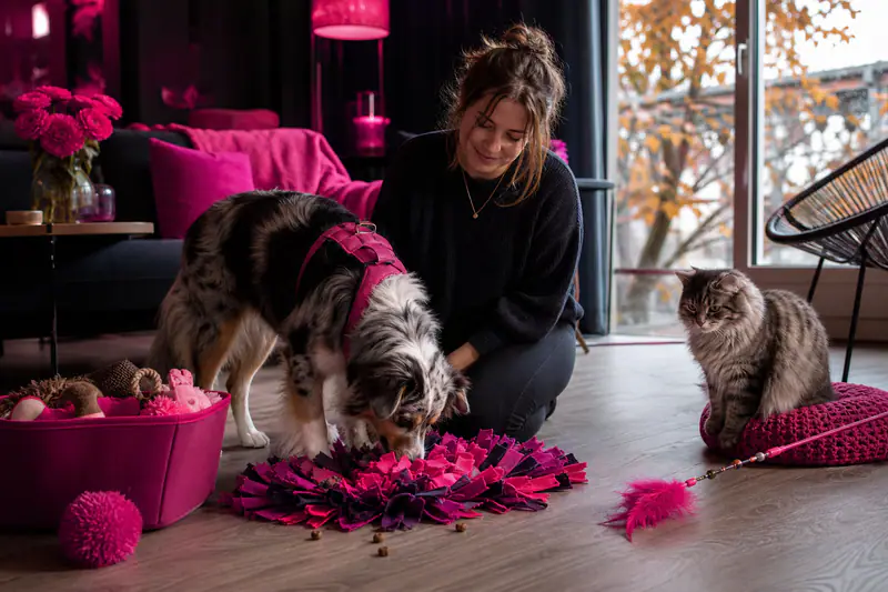 Chien sur tapis de fouille et chat jouant en intérieur automnal