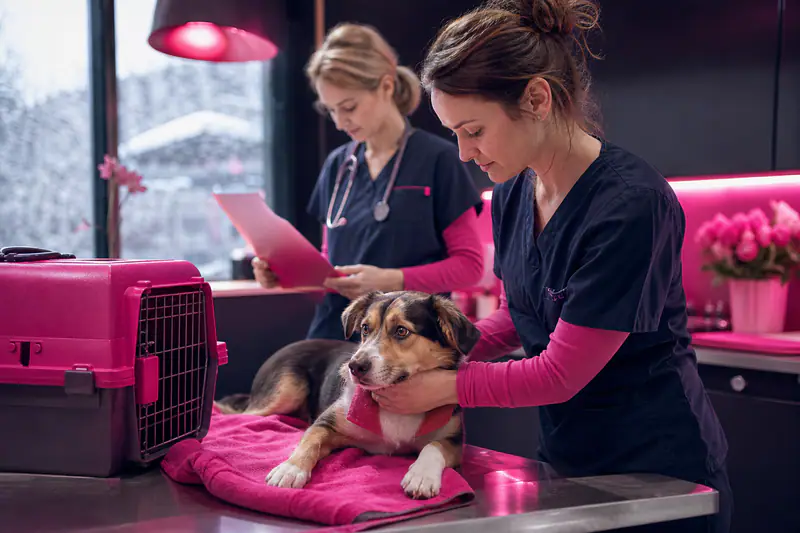 Auxiliaire vétérinaire examinant un chien sous le regard d’une vétérinaire