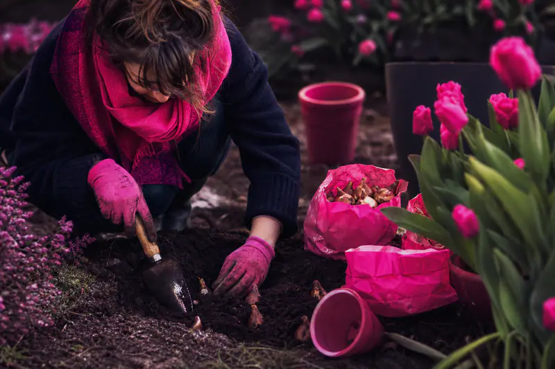 Plantation de bulbes de tulipes dans un massif de jardin en hiver