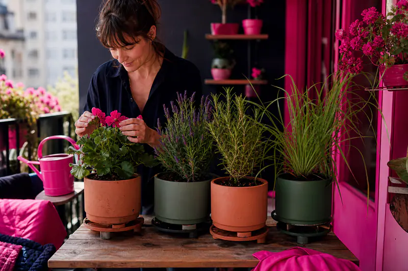 Terrasse avec lavande, citronnelle et géranium odorant dans de grands pots
