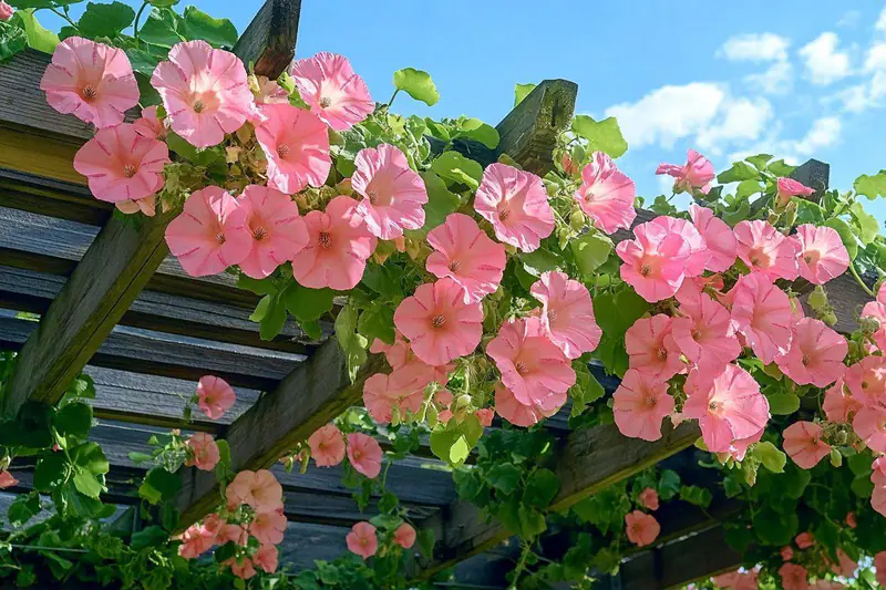 Pergola en bois couverte de vigne, rosier et clématite en été
