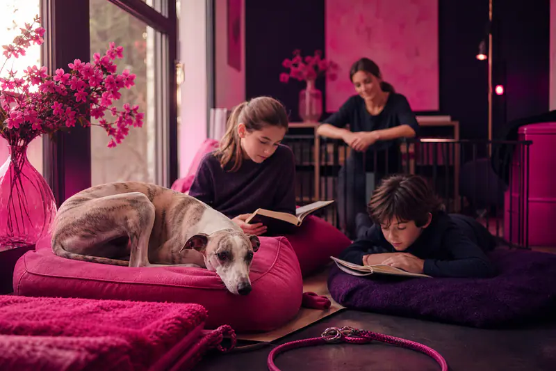 Whippet adulte calme dans un salon avec deux enfants supervisés