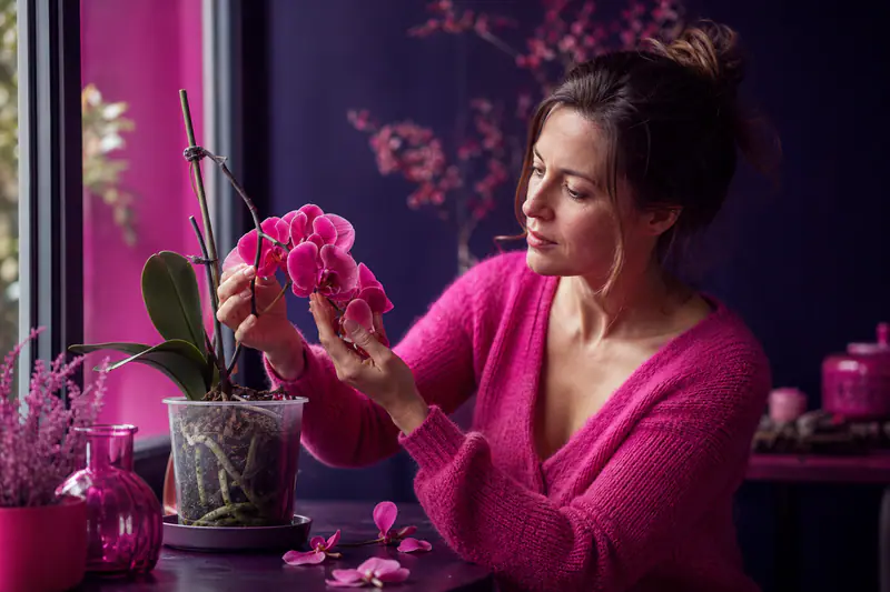 Femme examinant une orchidée dont les fleurs sont tombées, pot transparent avec racines visibles