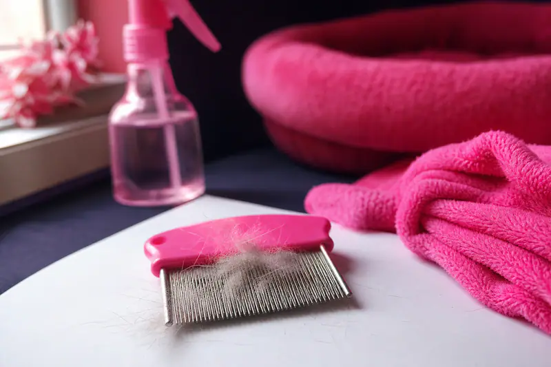 Peigne à puces métallique chargé de poils, posé près d’un plaid rose et d’un panier pour animal