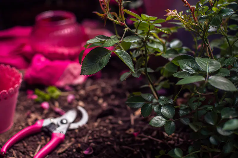 Rosier au feuillage dense et vert, sans aucune fleur, dans un jardin