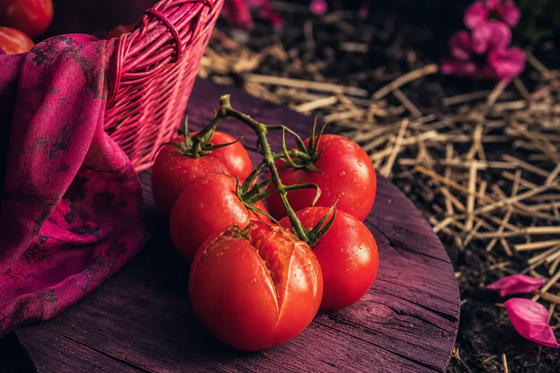 Tomate rouge mûre fendue sur le dessus, encore attachée à son pied, dans un potager